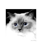Ragdoll Cat Portrait