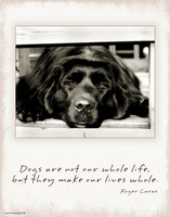 Dogs are...