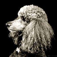 "Poodle" Digital Photograph, 16 X 20