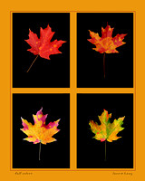 Four Fall Leaves